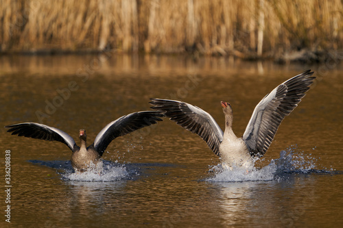 Greylag goose (Anser anser) in its habitat in Denmark