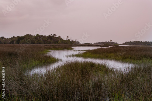 Salt Marsh habitat on the Gulf of Mexico coast, Levy County, FL