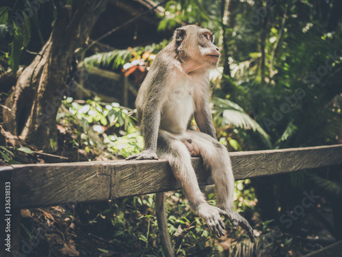 Małpa na wyspie Bali