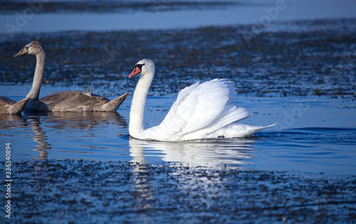 Family of wild swans. Astrakhan region. Russia.