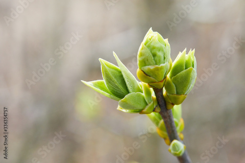 The first leaves and buds of syringa in spring. The buds of lilac growing in early spring. Young green leaves on lilac bush.