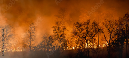 Rain forest fire disaster is burning caused by humans