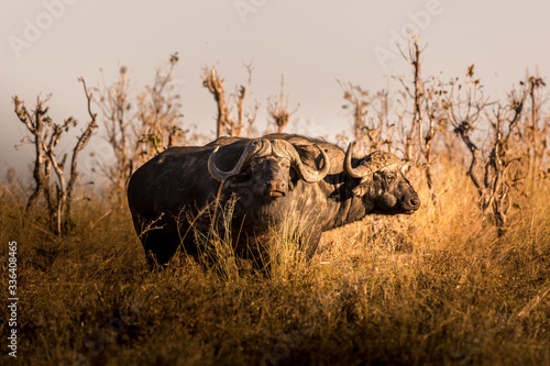 Wild buffalo in the african savannah at sunset. Botswana