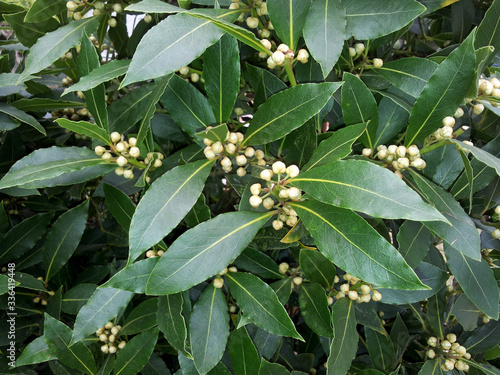 Laurus nobilis