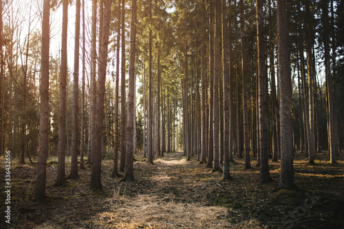 Spruce monoculture forest in the Czech republic. Beautiful nature and detail of stem. 