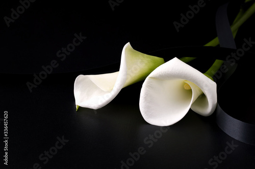 White mourning flower on a black background. Copy space. Concept of death and sorrow