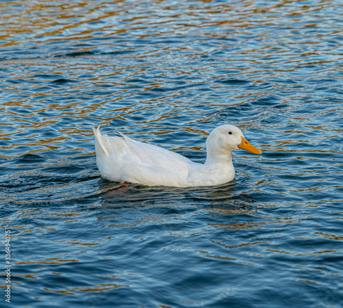 Close up water level view of large white heavy american aylesbury pekin peking donald duck showing white feathers and plumage and yellow beak