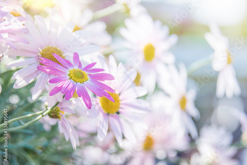 Summer background with daisy flower
