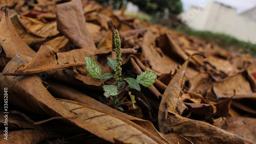 renacer de una planta entre las hojas secas