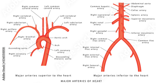 The major arteries. Abdominal Vascular Anatomy. Abdominal Vasculature. Structure of the Aorta. The Aorta and its branches. Major arteries superior to the heart. Major arteries inferior to the heart