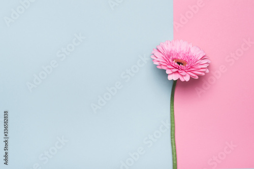 Elegant gerbera flower on Minimal geometrical paper background. Happy Mother's Day or Birthday greeting card