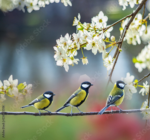 great tit (Parus major) in the spring garden