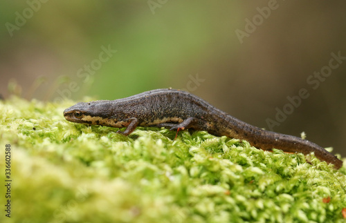 A Common Newt, Triturus vulgaris, also known as Smooth Newt on moss in springtime. It is just out of hibernation and is making its way to water to spawn.
