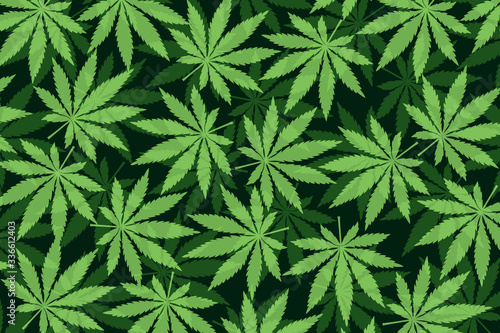 Marijuana leafs or cannabis leafs weed