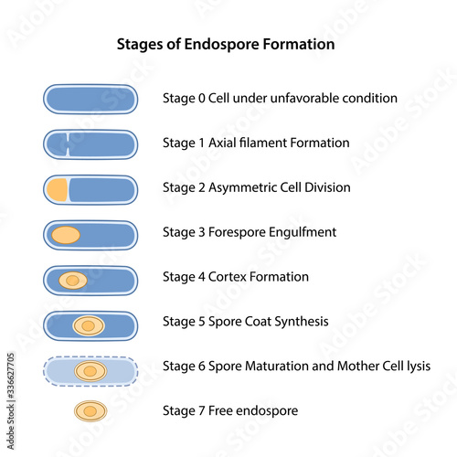 Sporulation. Stages of endospore formation: cell division, engulfment of pre-spore, formation cortex, coat, maturation of spore, cell lysis. Vector illustration in flat style with description steps