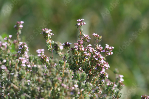 Thym en fleur dans la garrigue méditerranéenne