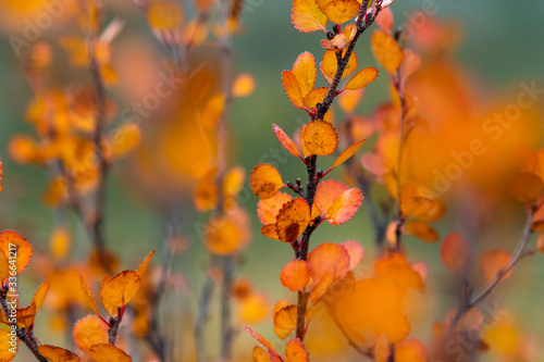 Herbst in Kanada, Rocky Mountains