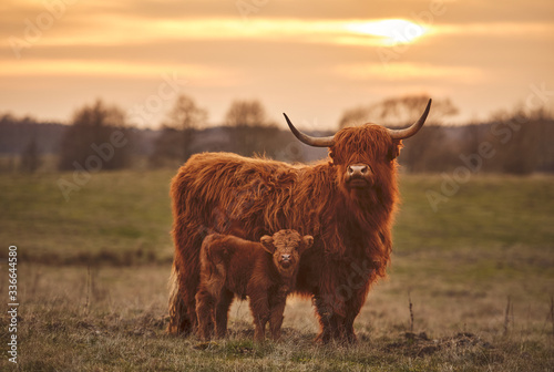 Highland cow and calf. Sunset over the pasture 