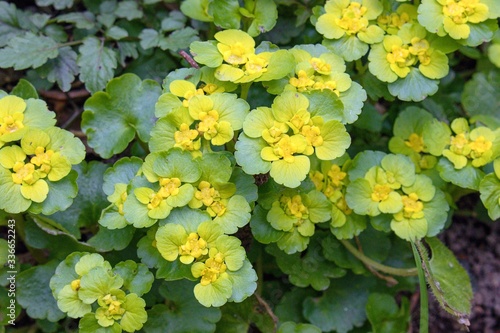 Forest Plant, Chrysosplenium oppositifolium L., Wild Flower, Plant portrait