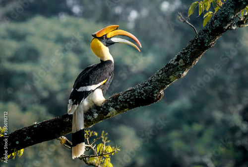 Great Indian Hornbill in morning light