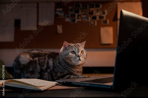 Scottish cat works from home with a laptop