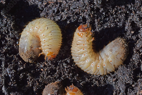 Larves de cétoine dorée, ces vers blancs sont utiles en améliorant les composts des jardiniers.