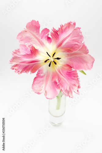 Beautiful Pink parrot tulip on white background with copy space