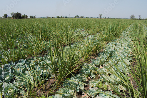 Sugarcane intercropping with Cabbage or Cauliflower. Sugarcane intercropping concept. companion planting. Crop rotation.