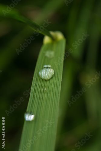 jota de agua en el pasto