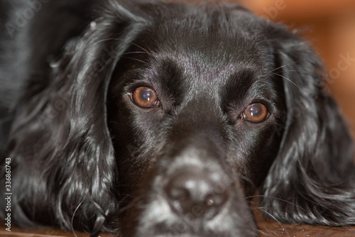 portrait of a black dog english cocker spaniel