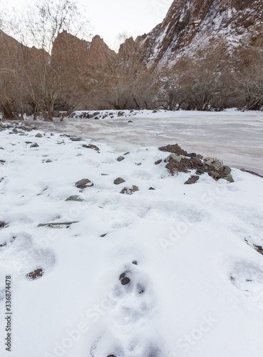 Snow leopard, Panthera uncia, pugmarks along a frozen stream.