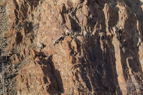 Bharal or Himalayan blue sheep or naur, Pseudois nayaur, climbing along a near-vertical rock face.