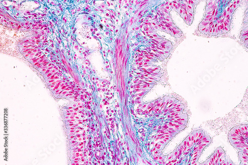 Education anatomy and Histological sample of Human under the microscope. 