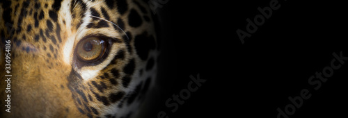 Portait of a jaguar close up, the look of the feline, dark background, wide banner