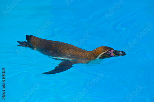 Humboldt penguin (Spheniscus humboldti) swimming on blue water viewed from above