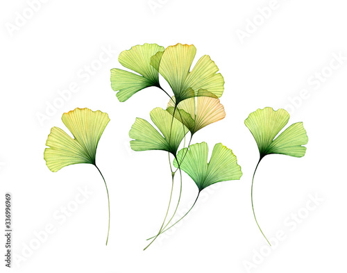 Watercolor gingko leaves set. Transparent green branches collection isolated on white. Hand painted artwork with Maidenhair tree. Realistic botanical illustration for wedding design