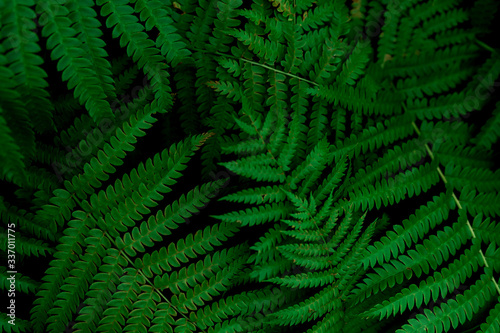 Common polypody (polypodium vulgare). Dark green fern fronds. Botanical foliage texture background. Dark green leaves pattern