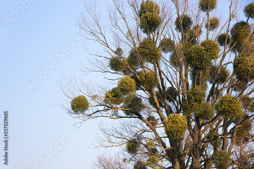 Green balls of Mistletoe on tree branches.