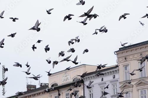A flock of birds or pigeons flies over an old building in Krakow, Poland on the main square.