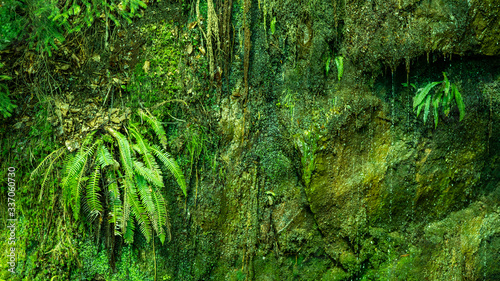 Green mossy rock face with fern in the tropics