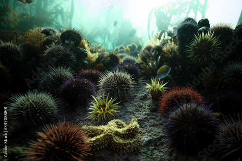 anemone, starfish, and urchins on the seafloor in a kelp forest