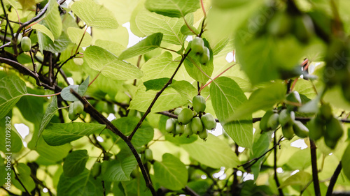 Branch with actinidia fruits and green leaves close-up in the garden. Selective cultivation of cultivated plants to preserve the stock and sale of surplus.