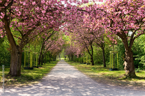 Frühling, Kirschblüte, Allee, Kirschbäume