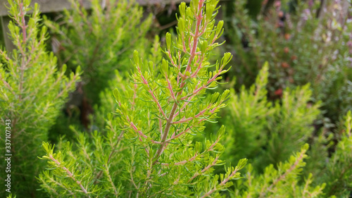 Erica arborea 'Estrella Gold'