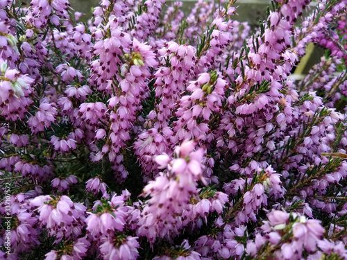 Erica x darleyensis 'Darley Dale'