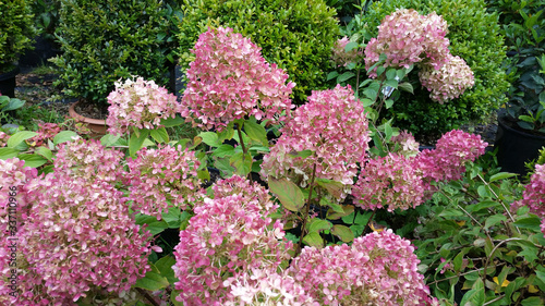 Hydrangea paniculata 'Little Lime'