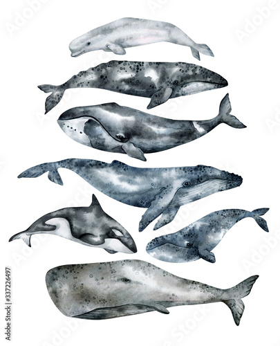 Watercolor whale illustration isolated on white background. Hand-painted realistic underwater animal art. Humpback, Grey, Blue, Killer, Bowhead, Beluga, Cachalot whales for prints, poster, cards.