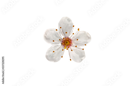 Blackthorn (Prunus spinosa) flowers isolated on a white background. Prunus spinosa, called blackthorn or sloe, is a species of flowering plant in the rose family Rosaceae. 