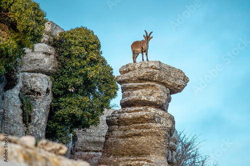 mountain goat in El Torcal De Antequera . This natural park is located near Antequera. Spain.