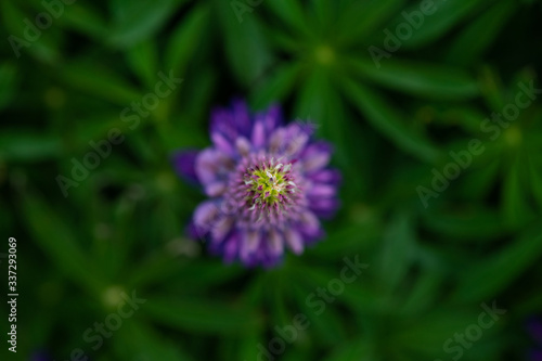 Camera look down above a Lupin flower during springtime at Lake side of Tekapo, New Zealand. In cloudy day.